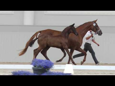 Massimo - Oldenburger Hengstfohlen