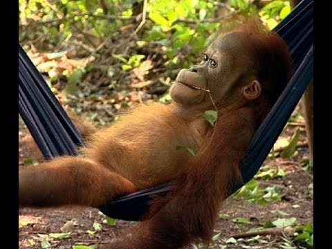 Noddy's First Day at School | Orangutan Diary | BBC Earth