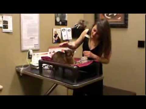 Calgary Vet talks about Abyssinian breed of cat