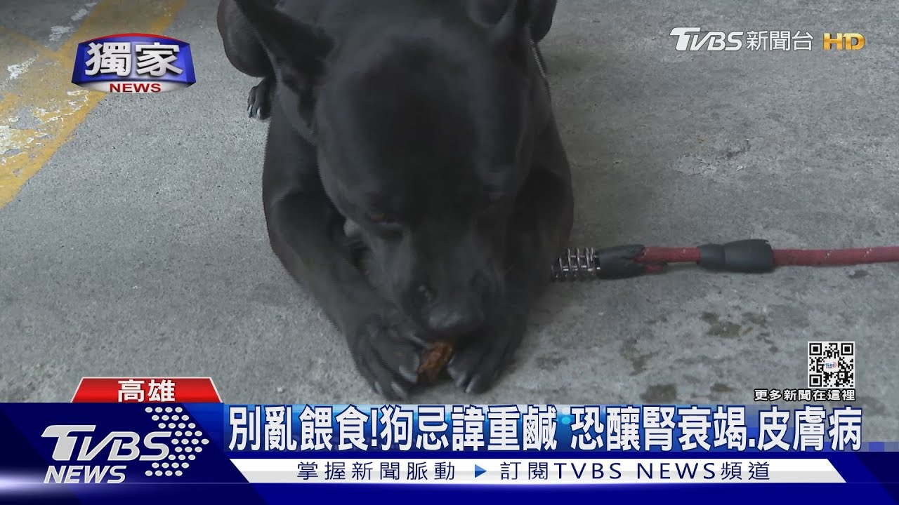 鄰居亂餵「熱狗、鹹水雞」　害黑狗半個月拉10次