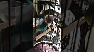 Download lagu lovebird ngekek gaya unik sambil garuk ( GINTING ) mp3