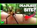 You Re WRONG About The Brown Recluse Spider