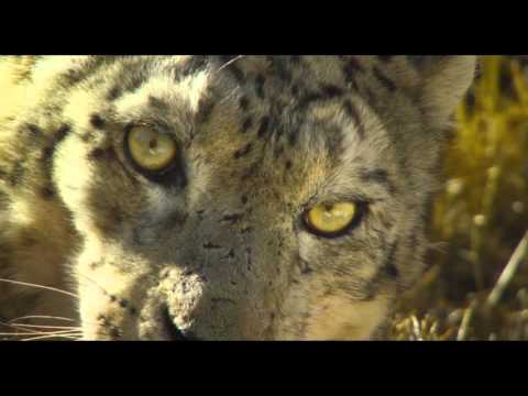 BORN IN CHINA - Trailer 1