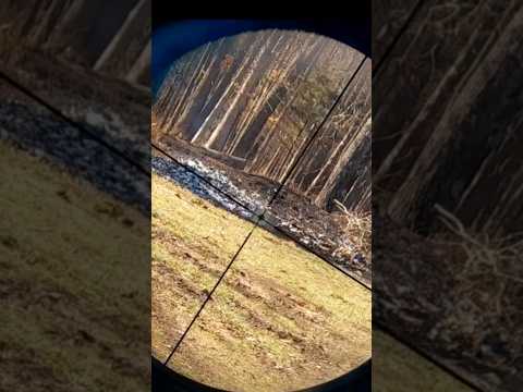 Savage Axis Rifle: Is this $349 rifle any good?