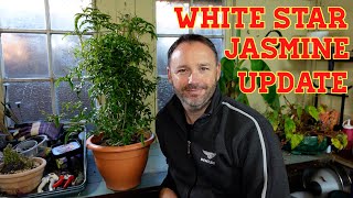 Winter Flowering Jasmine Update November: Jasminium Polyanthum - White Star Jasmine, Chinese Star