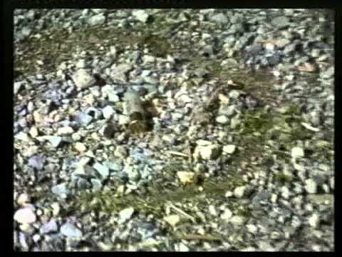 ALBENGA OMICIDI FERRUA IMMAG 03