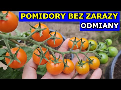 Tomatoes HIGHLY Blight-Resistant? Here are the BEST Tomato Varieties. Growing Tomatoes in a Soil ...