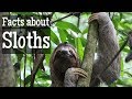 Sloth Facts for Kids | Classroom Learning Video