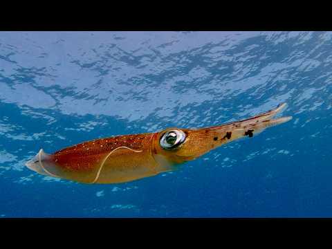 25 Multiiple D - scuba diving video