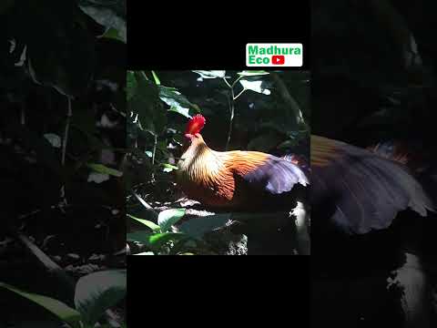 Wali Kukula — národný vták Sri Lanky