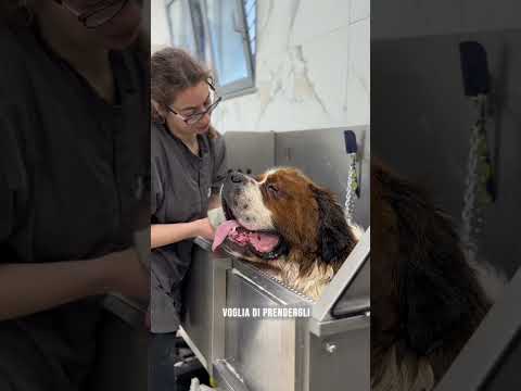 80kg di dolcezza 🫠 #pets #animallovers #sanbernardo #toelettatura