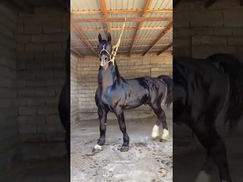 Otlar uz #uloq_kokpari