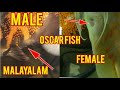 HOW TO TELL MALE AND FEMALE OSCAR FISH|MALAYALAM|EASIEST METHOD