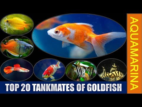 image-Will goldfish eat other fish?