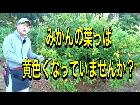 ズッキーニの苗が黄色いのはなぜですか?葉が黄色くなる5つの一般的な原因とその対処法  庭園