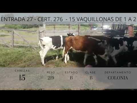 Lote 15 Vaquillonas 1 a 2 años 1HE,  4HExNO,  3NOxHO,  2AA,  5 HO 219kg -  en Ruta 22, km 12