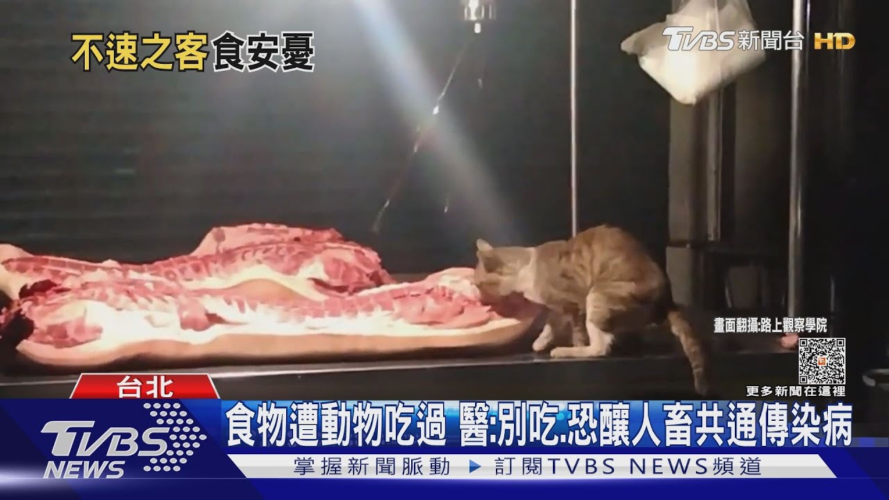 驚!深夜豬肉攤「野貓吃Buffet」 網:好恐怖