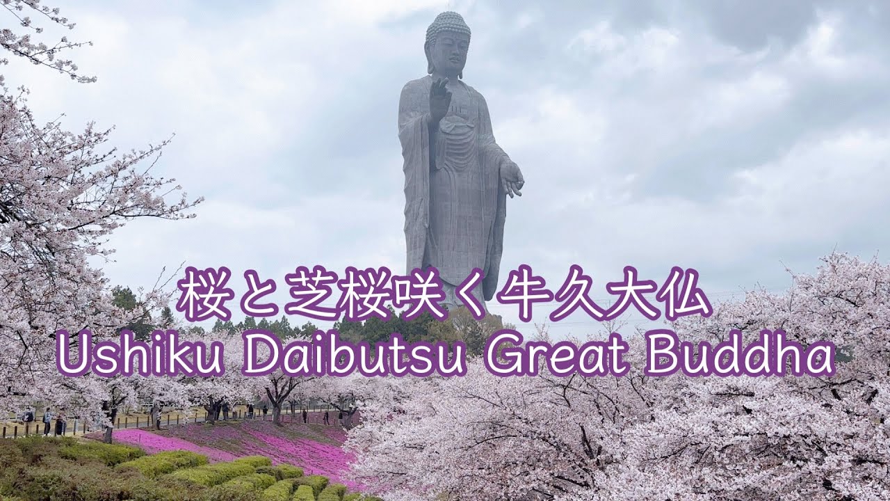 桜と芝桜咲く牛久大仏 Ushiku Daibutsu Great Buddha with cherry blossoms and Shibazakura in bloom