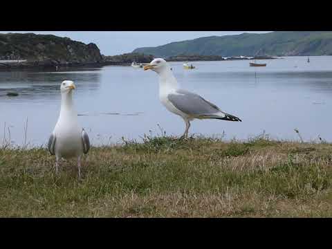10 06 18 TWO SEAGULLS ISLAY