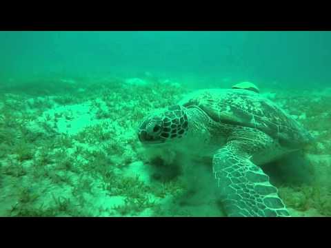 Video thumbnail — Green Sea Turtle Feeding on Seagrass Marsa Alam Rowan Byrne