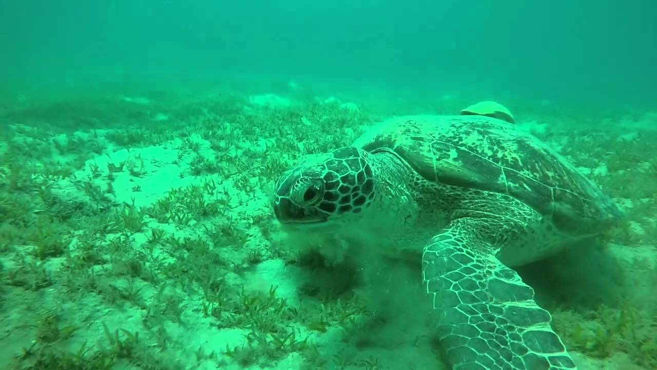 Video thumbnail — Green Sea Turtle Feeding on Seagrass Marsa Alam Rowan Byrne