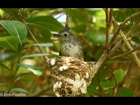Blue -Mantled Crested-Flycatcher Birding Garden Route South Africa