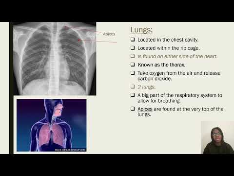 Chest X-ray and the Anatomy of the Chest: The Basics