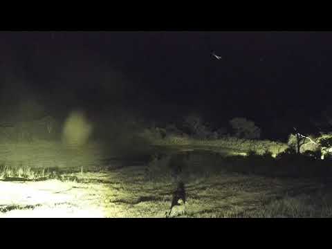 Djuma: Leopard quietly walks up the road - 20:04 - 05/05/19