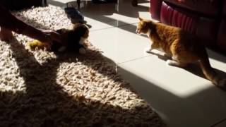 ПРИКОЛЫ С КОШКАМИ 2016 FUNNY CATS 2016