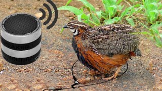 Awesome Quick Bird Trap Using MP3 Sound Call -  Ho