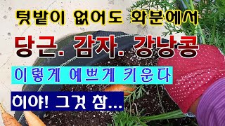 [텃밭농부 1,553]  텃밭이 없어도 당근. 감자. 강낭콩을 이렇게 키운다.#당근재배 #강낭콩재배 #감자재…