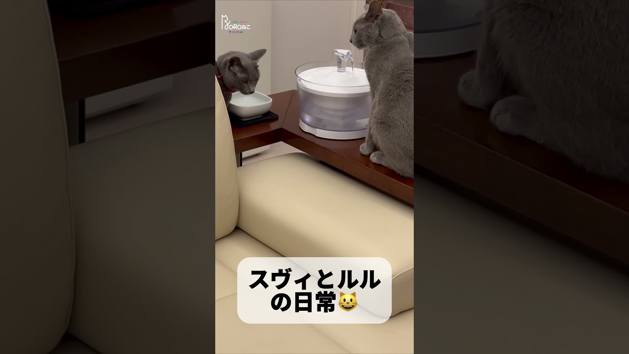 【ショート】スヴィとルルの日常 #roroねこ #にゃまじ