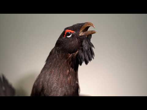 Museum Jagdhaus Gabelbach /SRF 2020