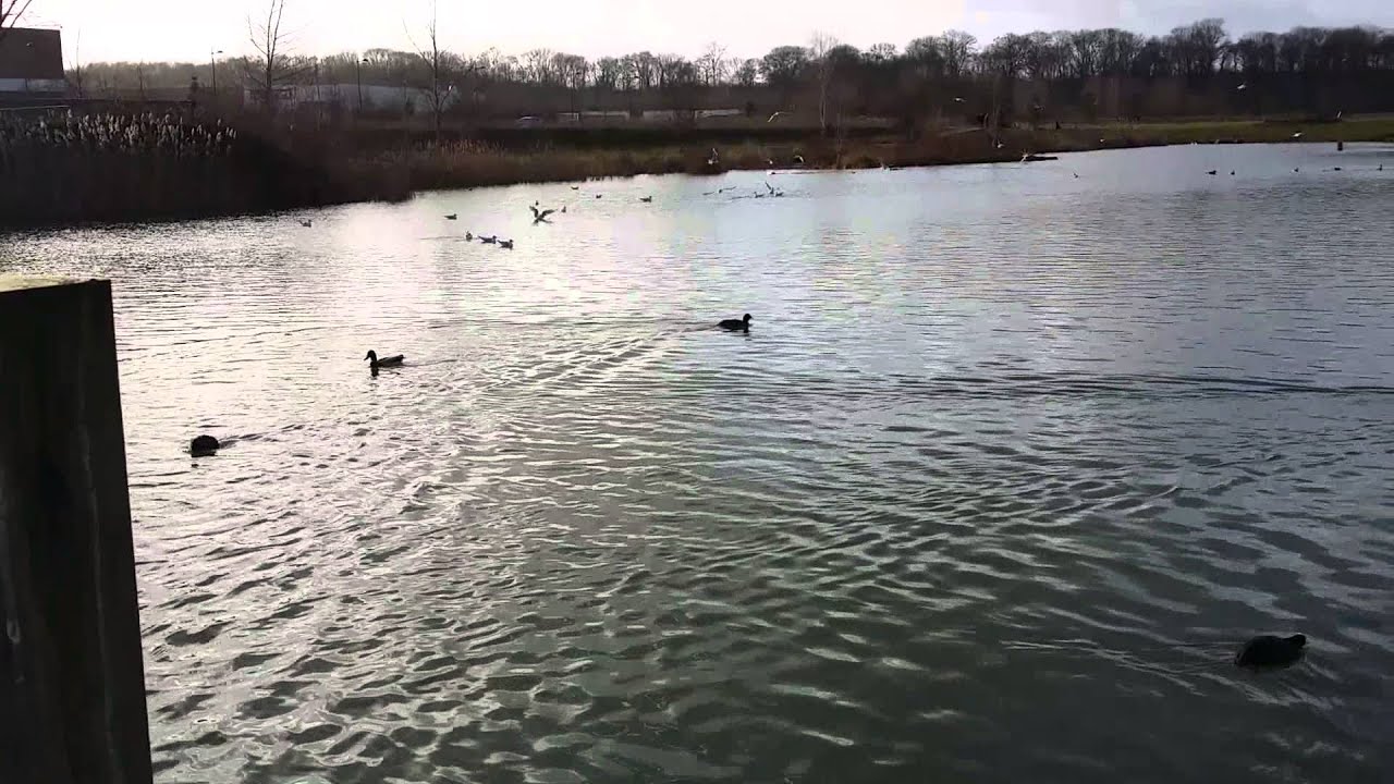 Bois d'arcy réserve naturelle de la croix bonnet