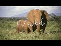 Poem Dekho Bacho Hathi Aaya For Kids