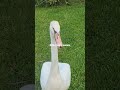 ever heard a swan hiss??