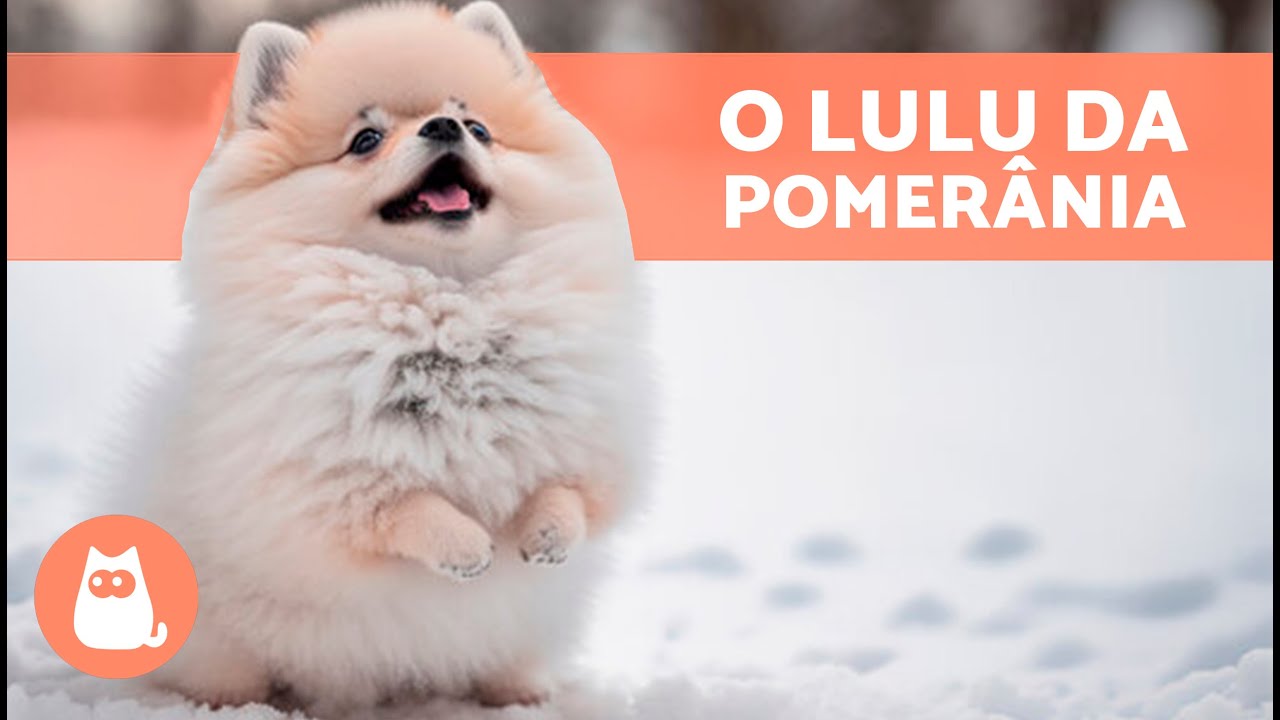 LULU DA POMERÂNIA 🐶 (Origem, Características, Personalidade e Cuidados)