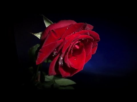 Armando Sciascia Orchestra - Schubert Serenade