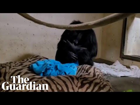 Emotional moment chimpanzee mother reunited with her baby