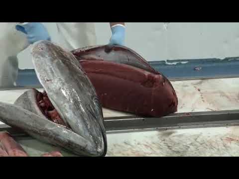 Ronqueo inaugural de la ruta del atún de Conil, edición especial 2020