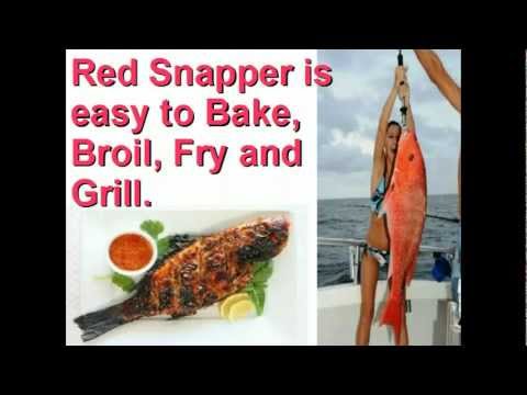 download lagu mp3 mp4 Health Benefits Of Eating Red Snapper, download lagu Health Benefits Of Eating Red Snapper gratis, unduh video klip Health Benefits Of Eating Red Snapper