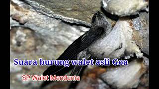 Download lagu Suara burung walet asli goa mp3 Download lagu Suara burung walet asli goa mp3