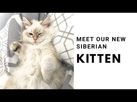 BRINGING HOME MY NEW FLUFFY KITTEN !!! | 3 MONTHS OLD