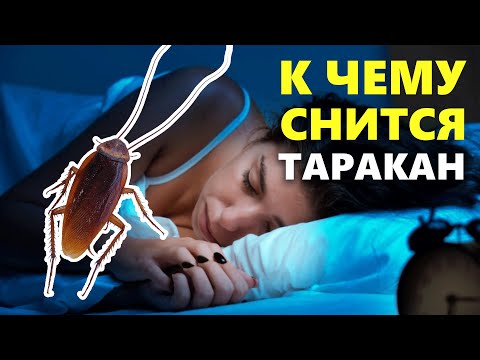 К чему снятся тараканы, тараканы во сне, толкование снов по сонникам