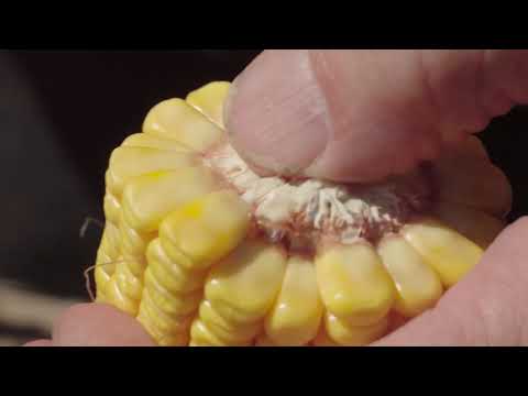 Successful Corn Silage - Harvest timing