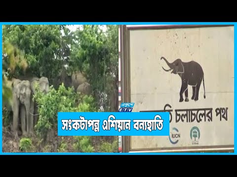 অবকাঠামোগত উন্নয়নে সংকটাপন্ন এশিয়ান বন্যহাতি