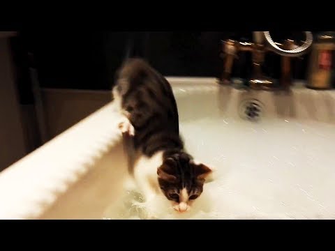 Funny Cats Afraid of Water 😹 (FULL) [Funny Pets]