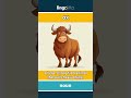ox - a large, strong farm animal... video thumbnail