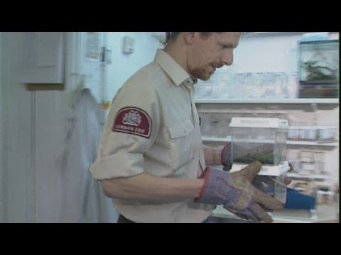 Brazilian Wandering Spider: What you need to know about one of the world's deadliest spiders