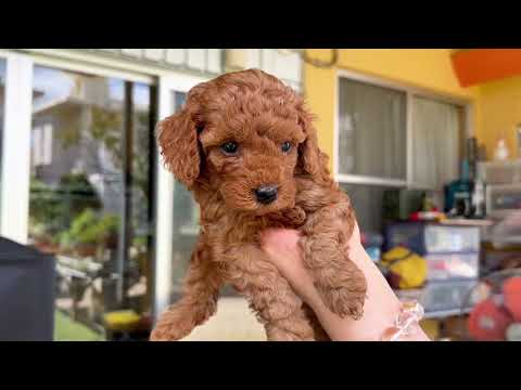 子犬の動画